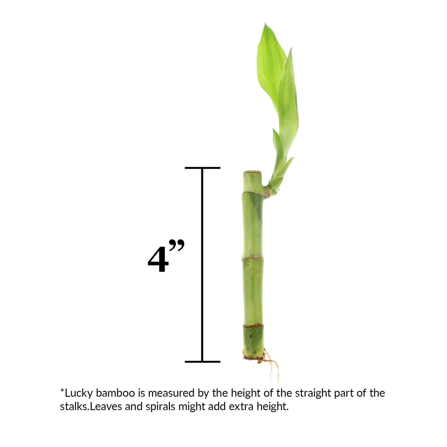 ST PATRICK'S DAY: 4" Live Lucky Bamboo Plant (Bundle of 10 Stalks)