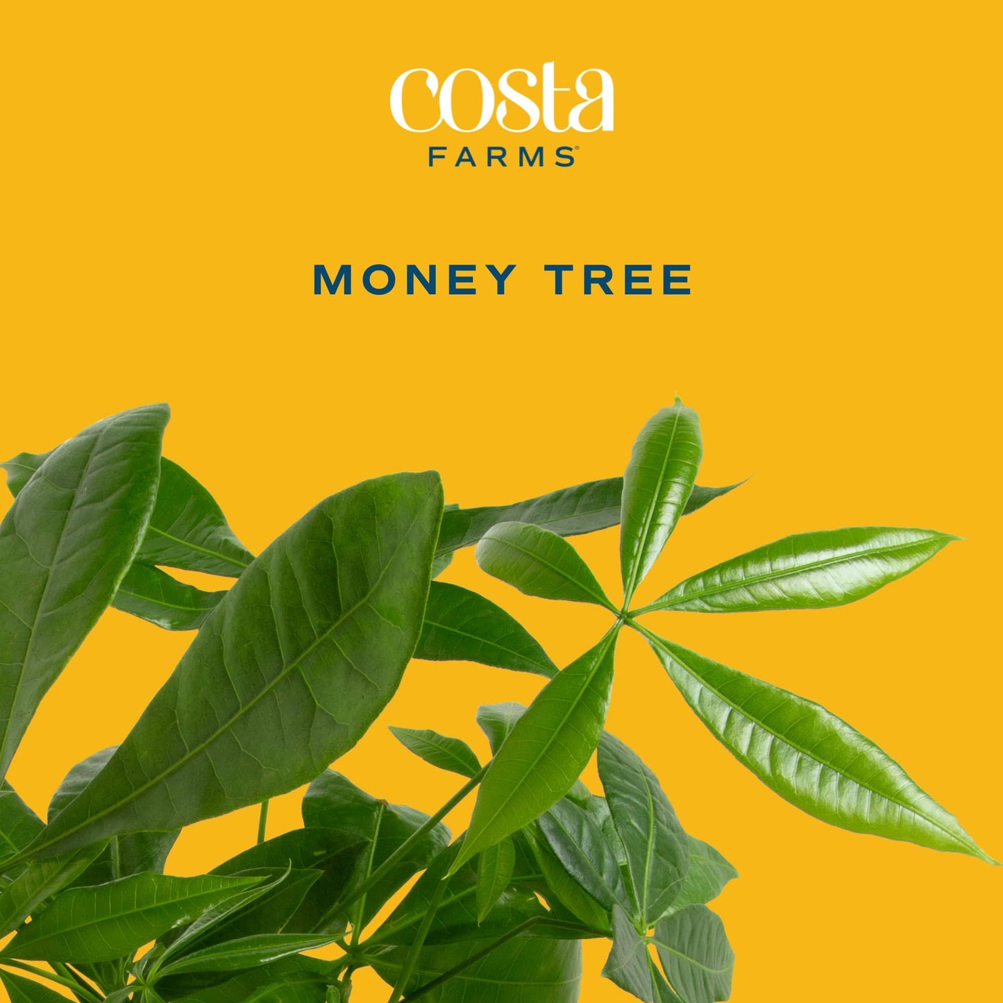 NEW LISTING": Costa Farms Money Tree