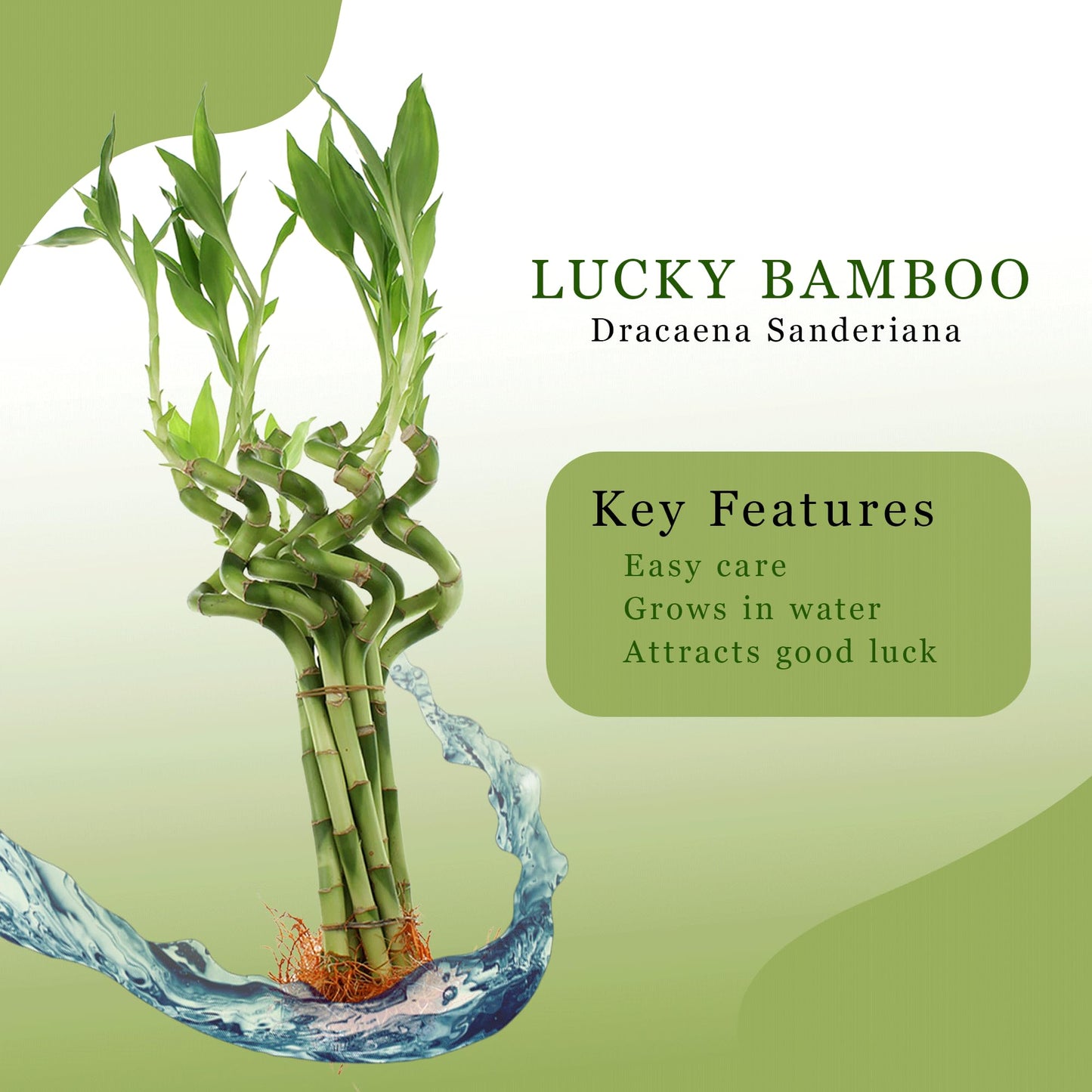 ST PATRICK'S DAY: 4" Live Lucky Bamboo Plant (Bundle of 10 Stalks)