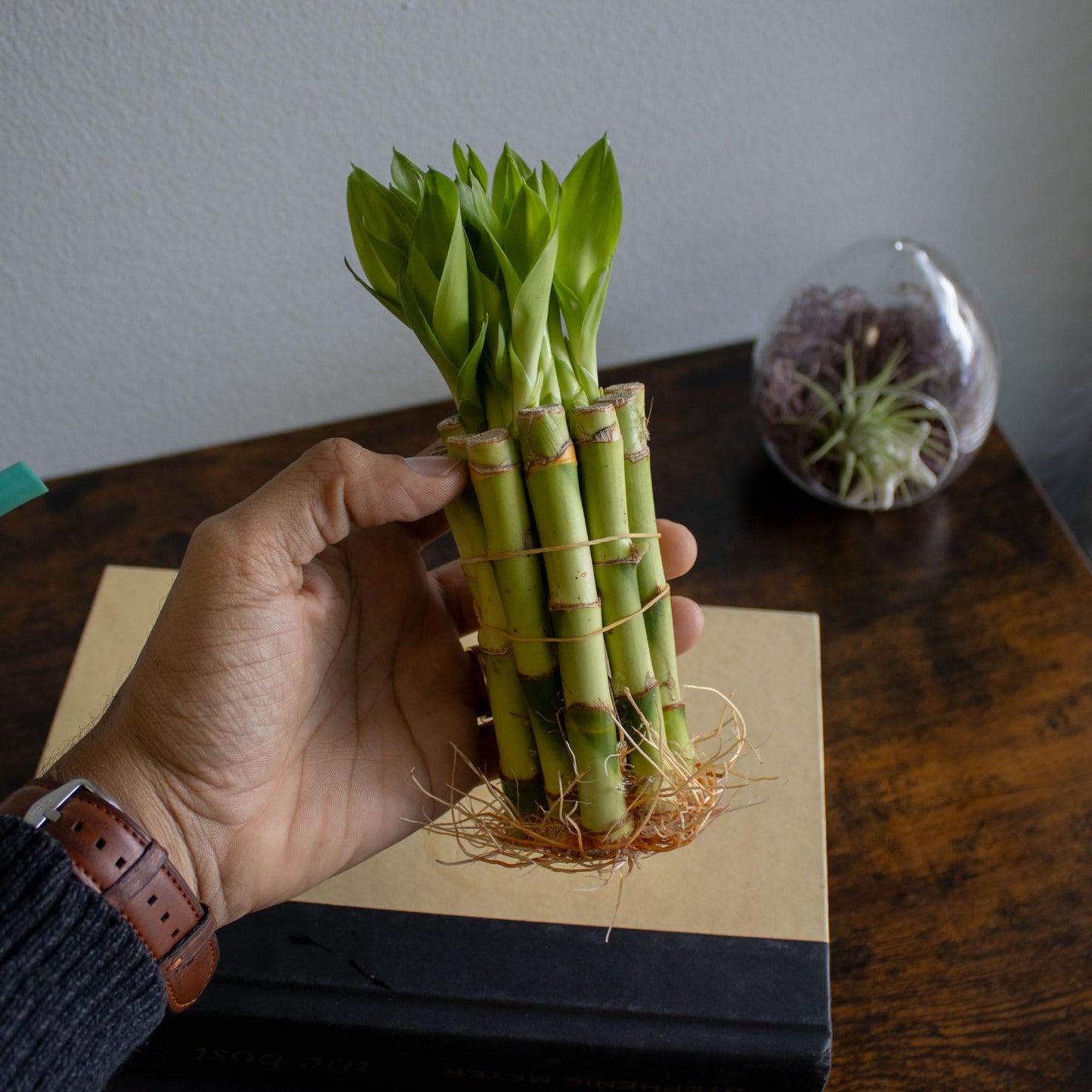 ST PATRICK'S DAY: 4" Live Lucky Bamboo Plant (Bundle of 10 Stalks)
