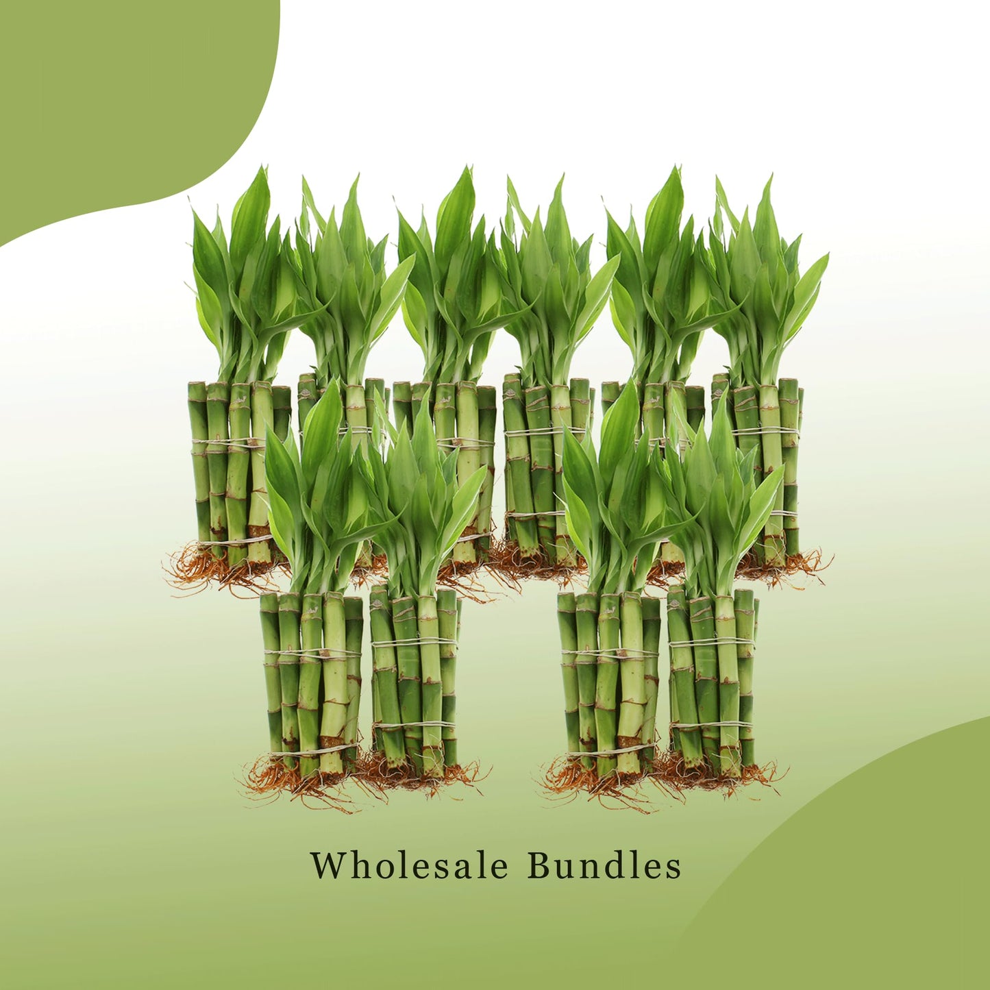 ST PATRICK'S DAY: 4" Live Lucky Bamboo Plant (Bundle of 10 Stalks)