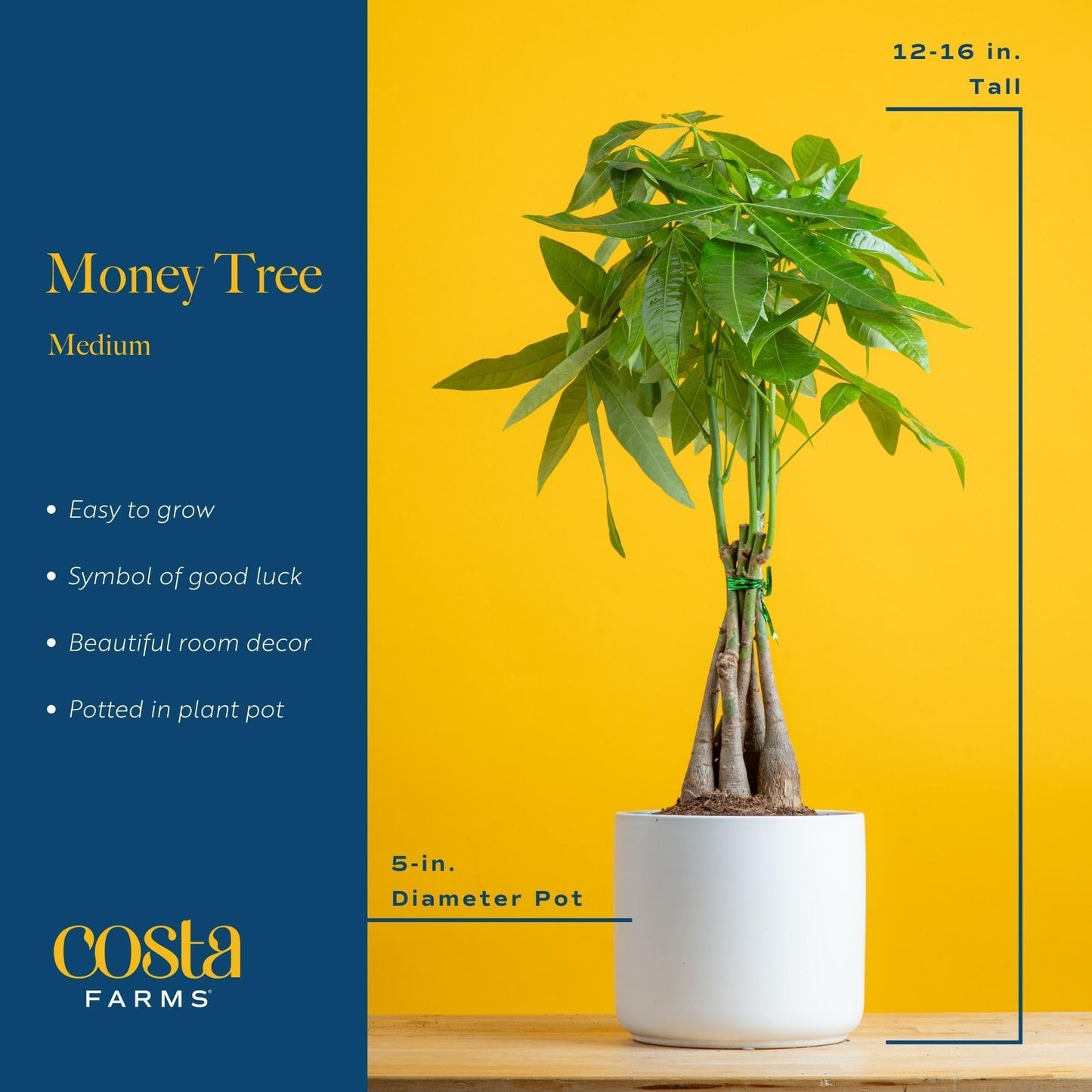 NEW LISTING": Costa Farms Money Tree