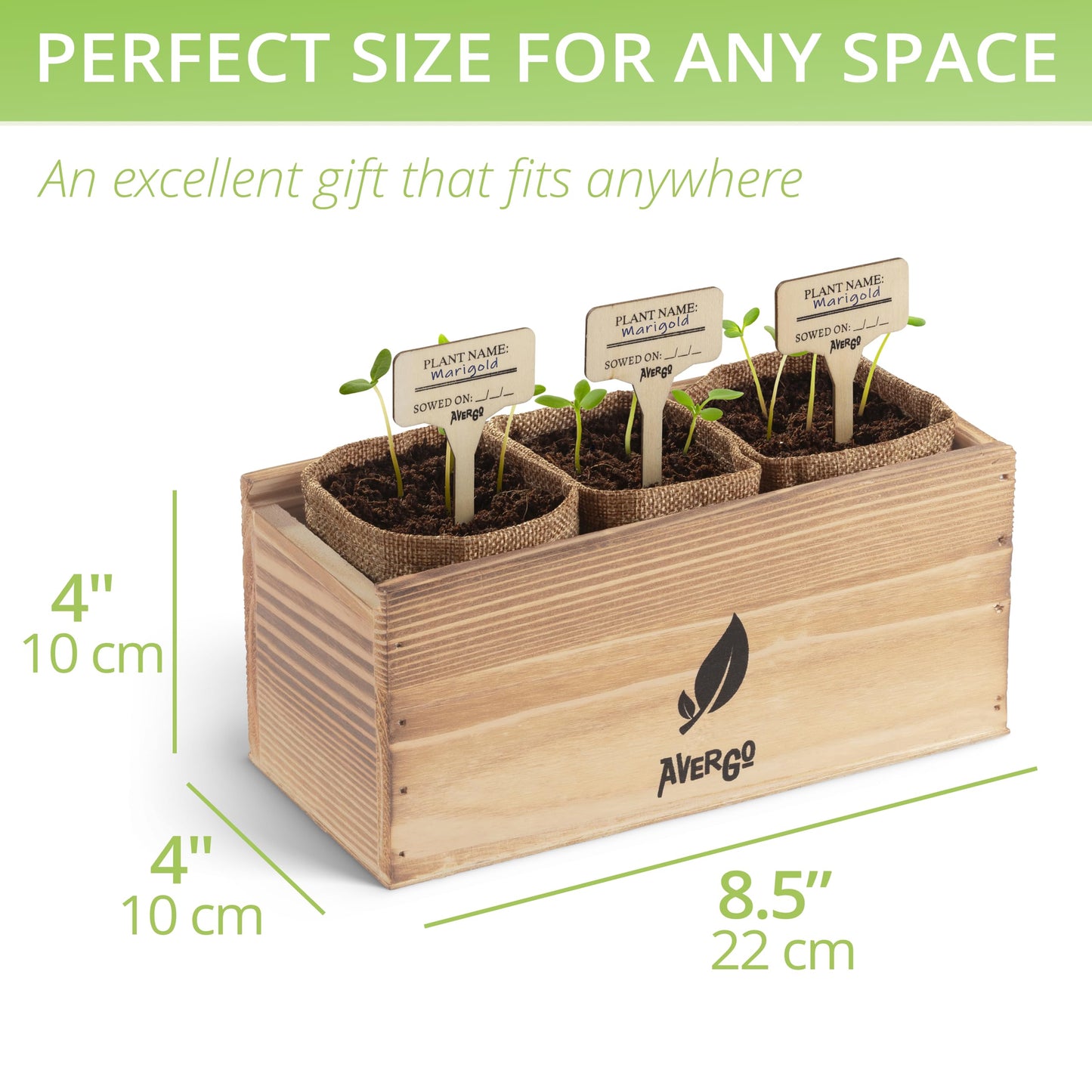 BIRTHDAY: Sunflower, Marigold & Zinnia Flower Seeds Growing Kit