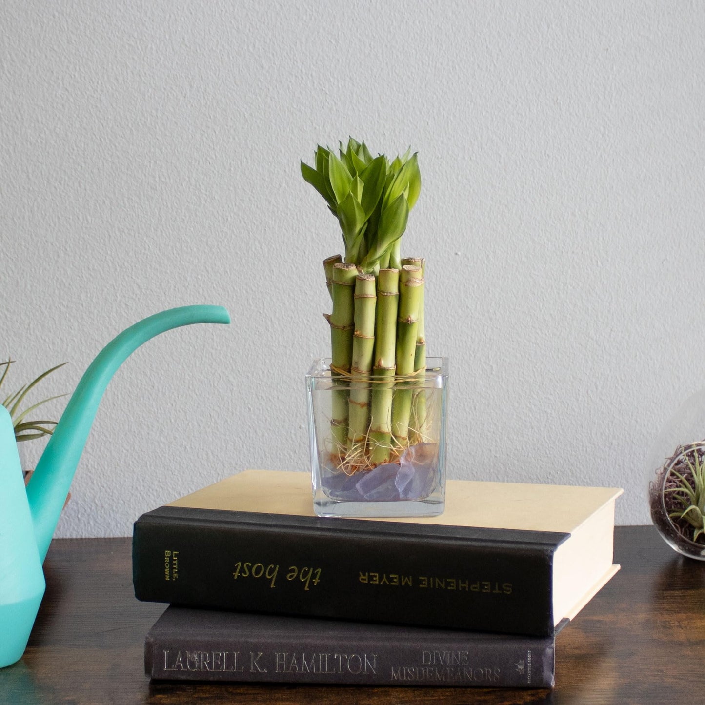 ST PATRICK'S DAY: 4" Live Lucky Bamboo Plant (Bundle of 10 Stalks)