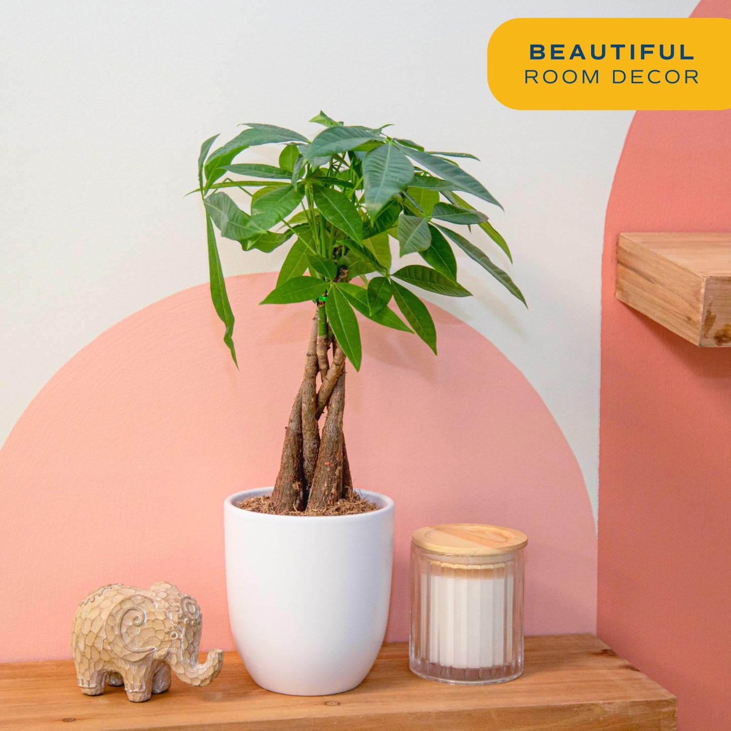 NEW LISTING": Costa Farms Money Tree