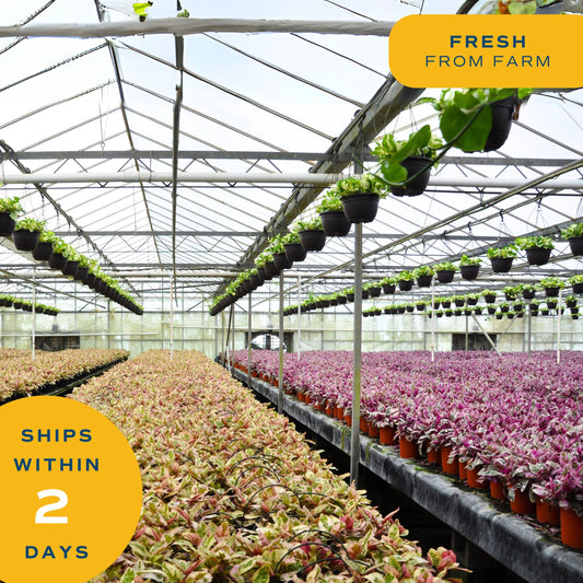 NEW LISTING": Costa Farms Money Tree