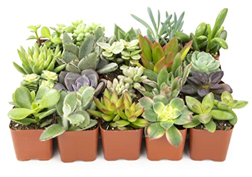 Altman Plants, Live Assorted Succulent Plants (20 Pack)