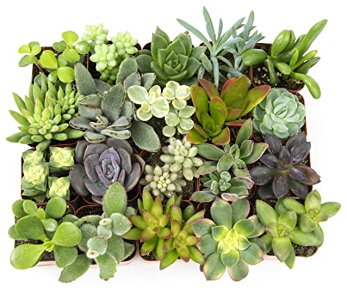 Altman Plants, Live Assorted Succulent Plants (20 Pack)