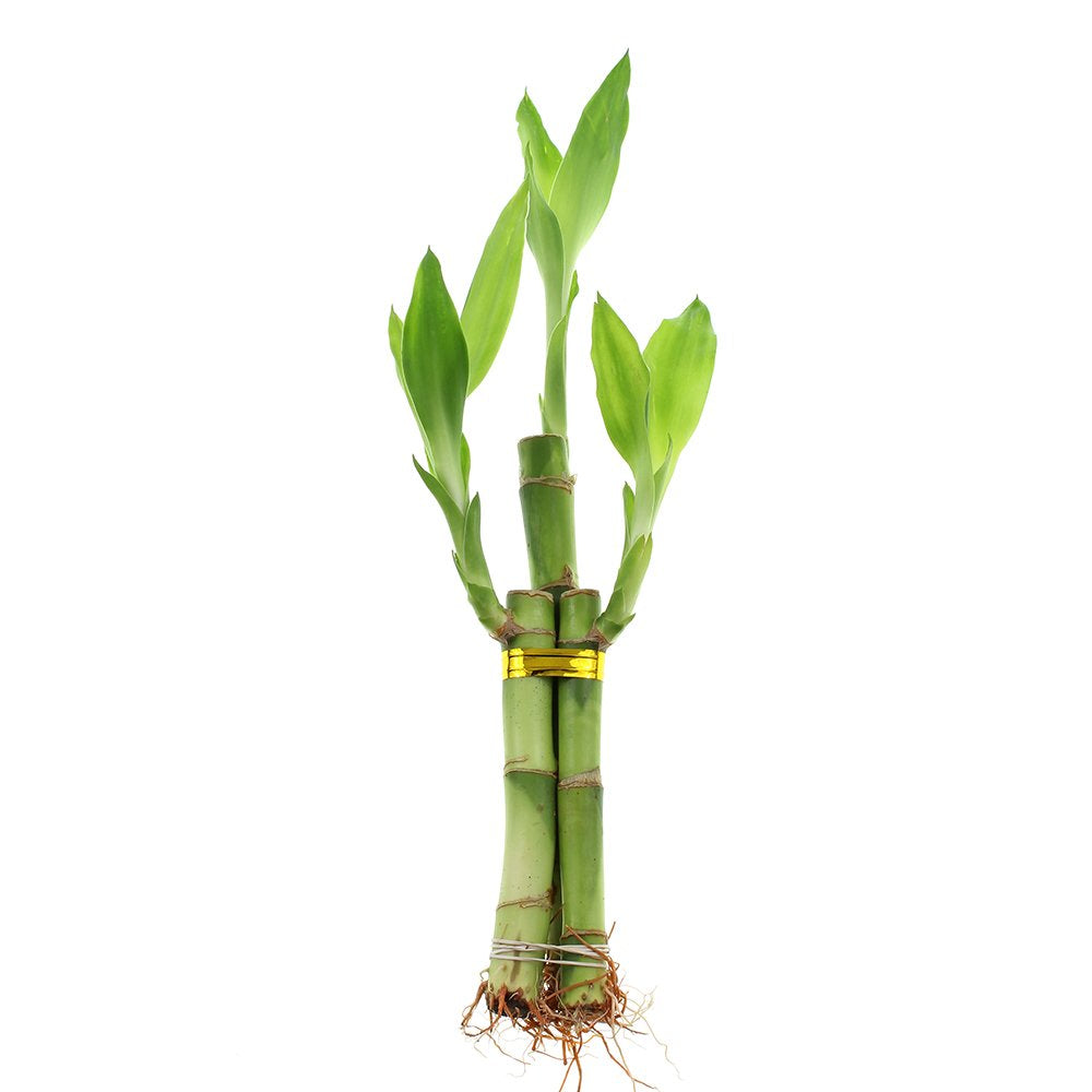 NEW LISTING: Live Lucky Bamboo 3 Stalk Arrangement with Bottle of Lucky Bamboo Fertilize