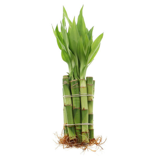 ST PATRICK'S DAY: 4" Live Lucky Bamboo Plant (Bundle of 10 Stalks)