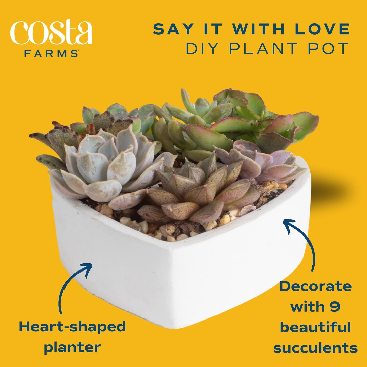 VALENTINE'S DAY: Costa Farms Mini Succulent DIY Heart Kit