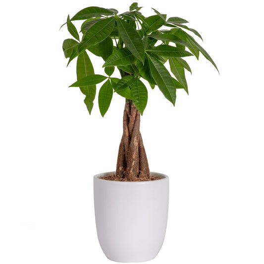 NEW LISTING": Costa Farms Money Tree