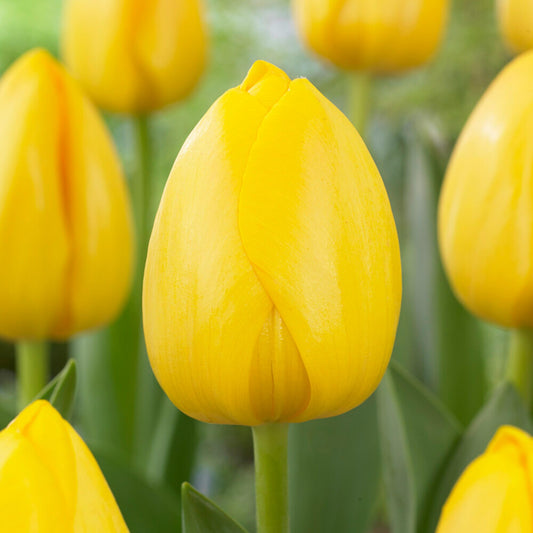 Garden State Darwin Hybrid Yellow Impression Tulip Flower Bulbs (Bag of 25)