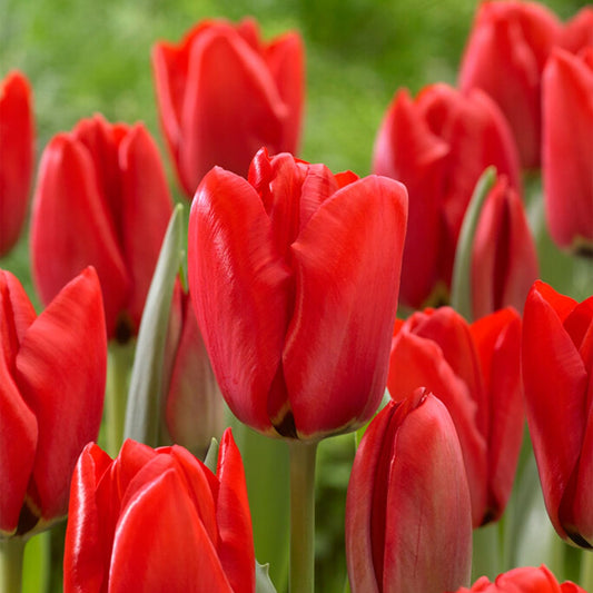 Garden State Bulb Darwin Hybrid Red Impression Tulip Bulbs (Bag of 25)