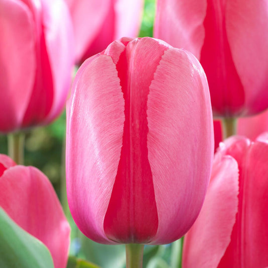 Garden State Darwin Hybrid Pink Impression Tulip Flower Bulbs (Bag of 25)