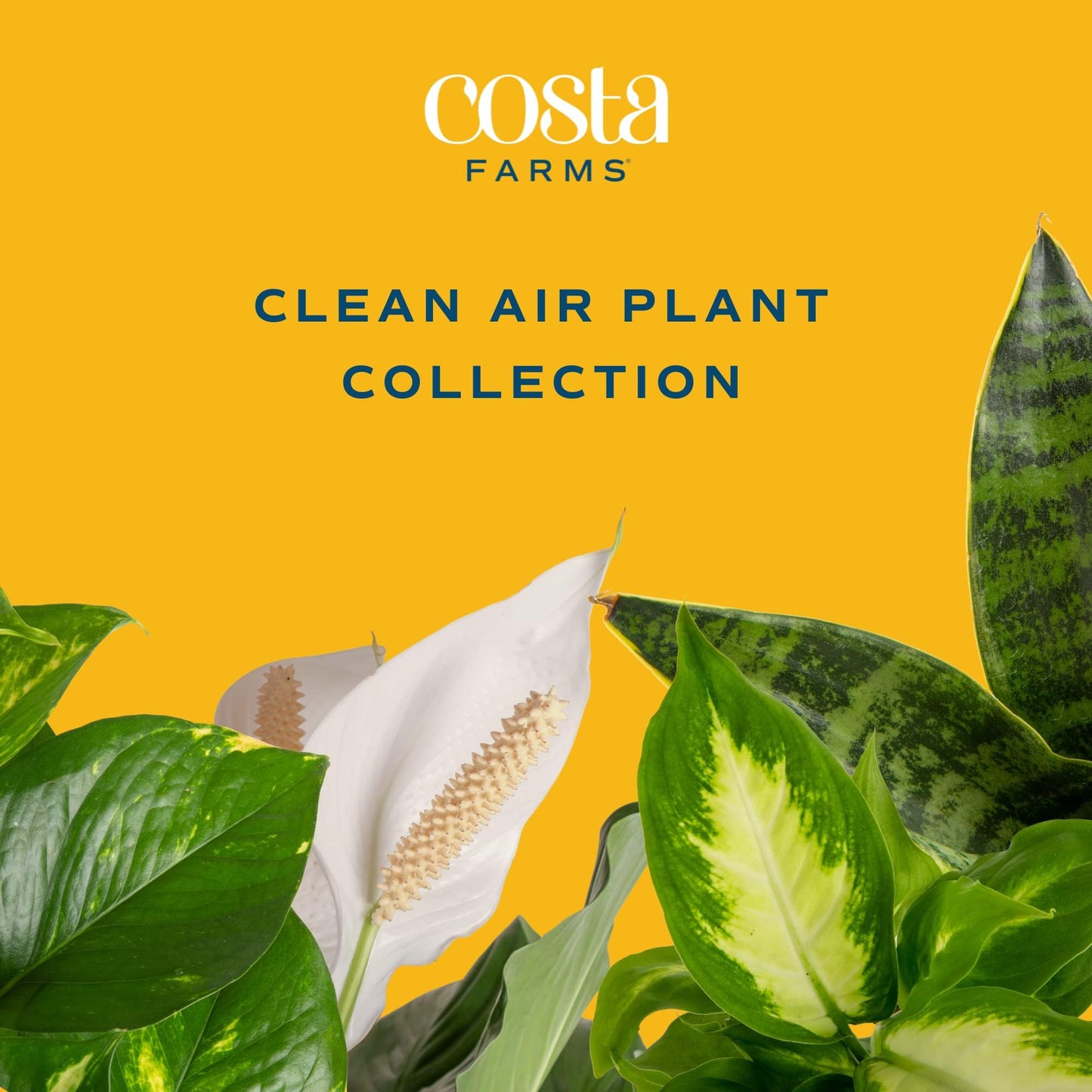 Costa Farms Live House Plants (6 Pack)