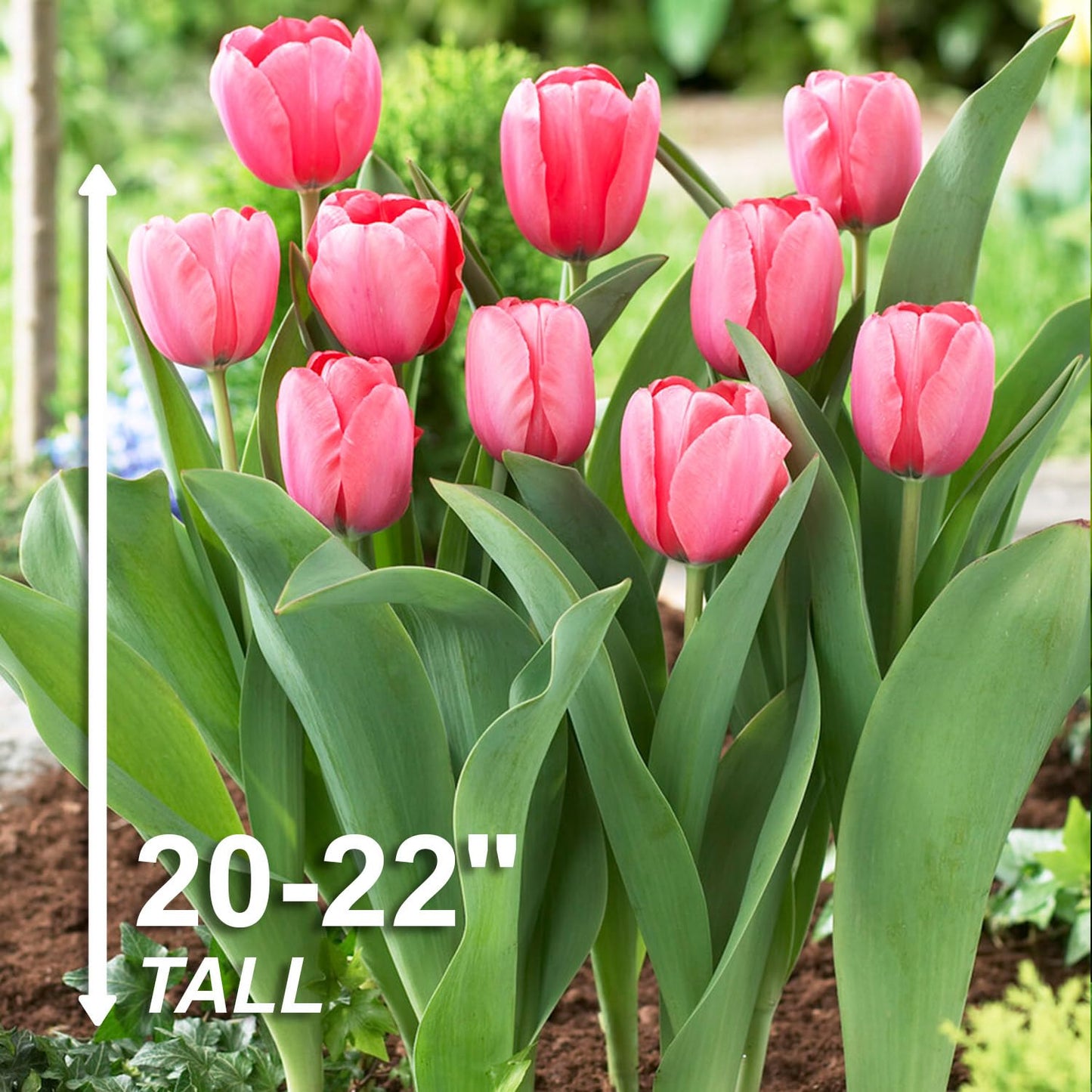 Garden State Darwin Hybrid Pink Impression Tulip Flower Bulbs (Bag of 25)