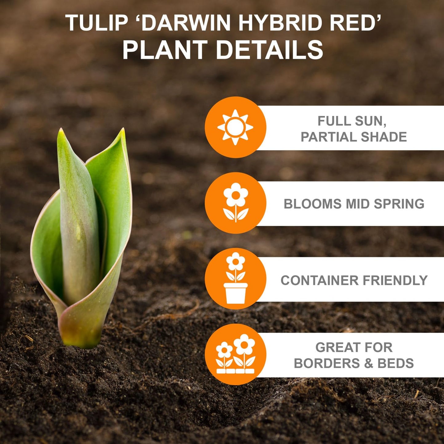 Garden State Bulb Darwin Hybrid Red Impression Tulip Bulbs (Bag of 25)