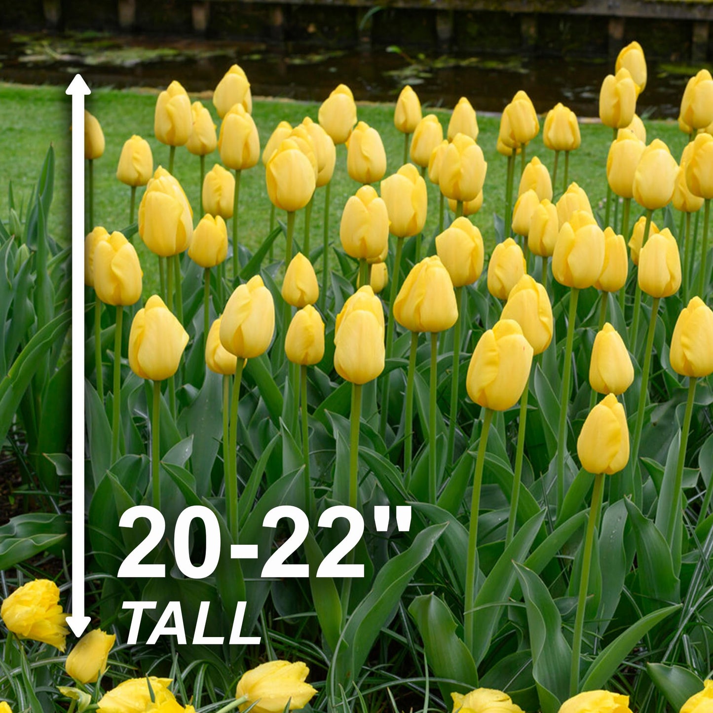 Garden State Darwin Hybrid Yellow Impression Tulip Flower Bulbs (Bag of 25)