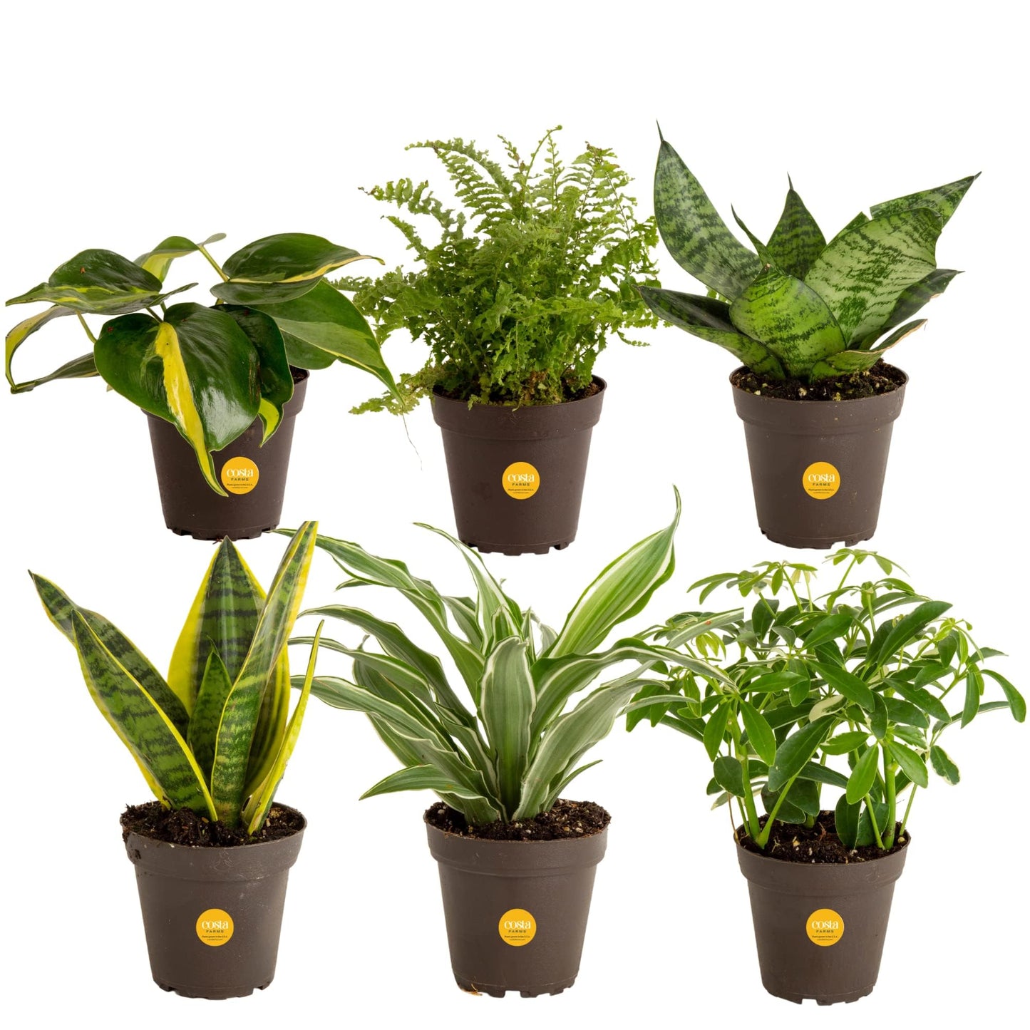 Costa Farms Live House Plants (6 Pack)