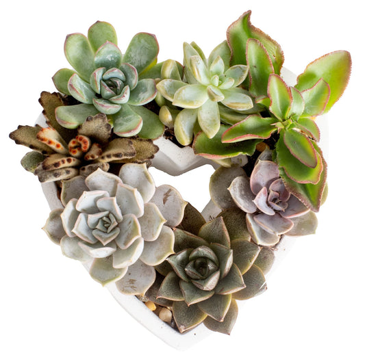 VALENTINE'S DAY: Costa Farms Mini Succulent DIY Heart Kit