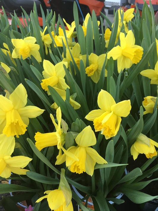 Dutch Master Yellow Daffodil Narcissus Bulbs (25 Bulbs)