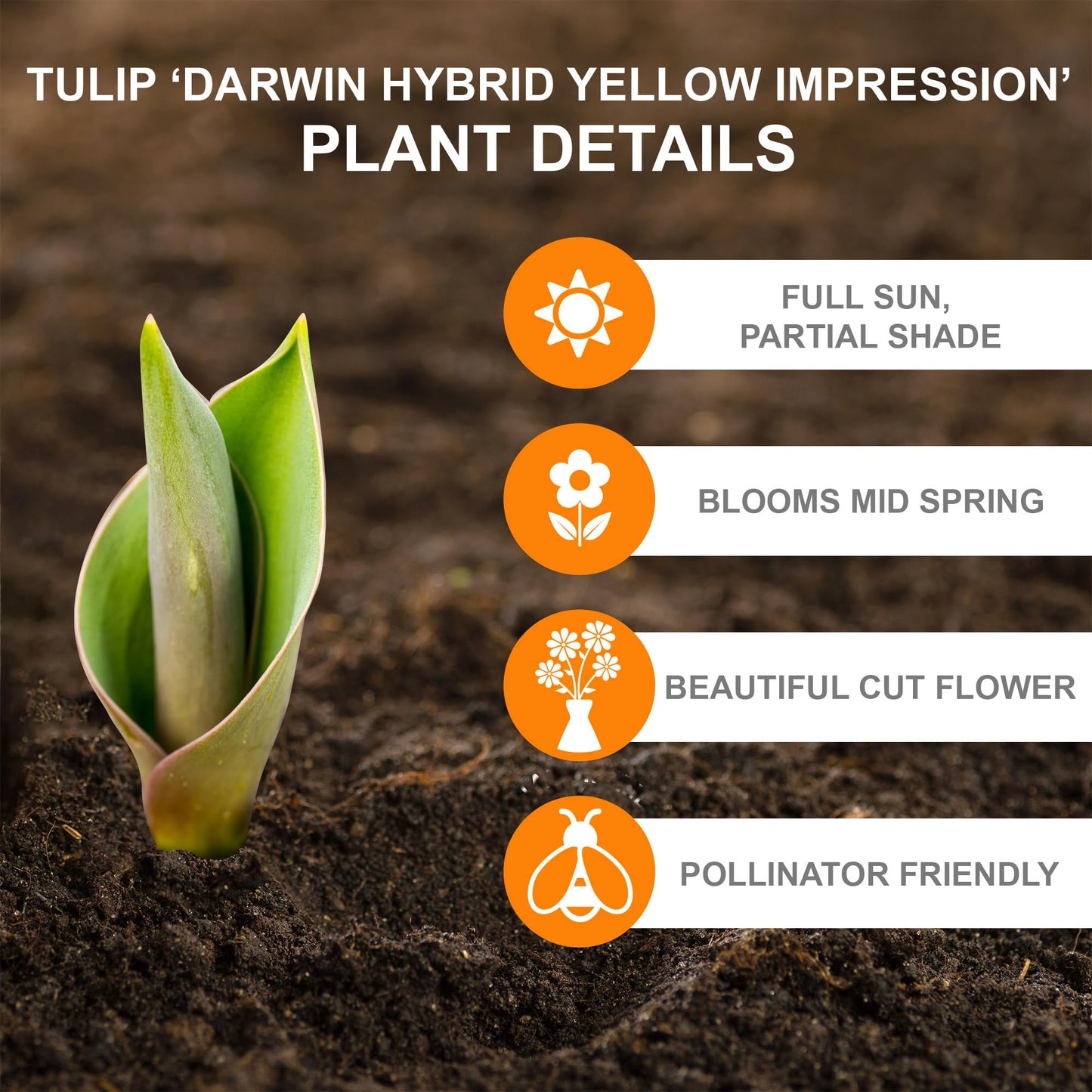 Garden State Darwin Hybrid Yellow Impression Tulip Flower Bulbs (Bag of 25)