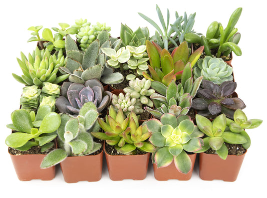 Altman Plants, Live Assorted Succulent Plants (20 Pack)