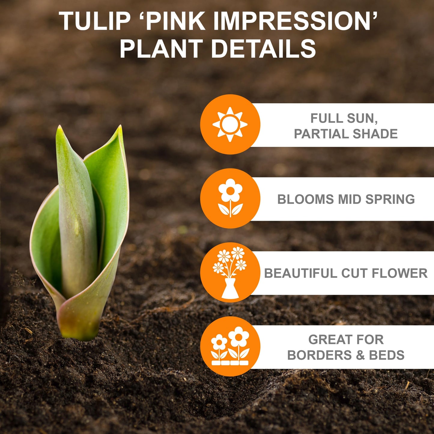 Garden State Darwin Hybrid Pink Impression Tulip Flower Bulbs (Bag of 25)