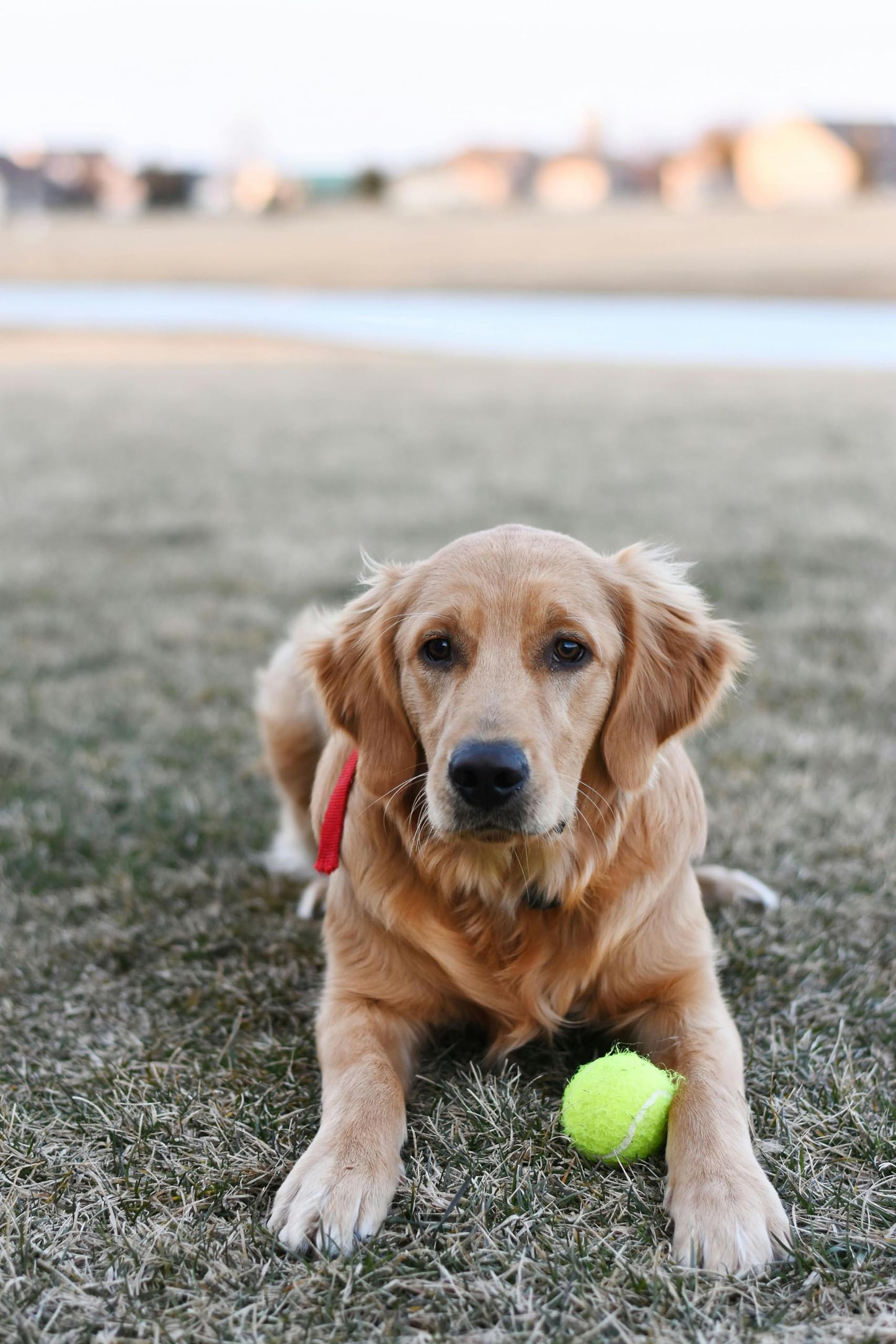 Iconikal Dog Fetch Standard Size Tennis Balls (12 Pack)