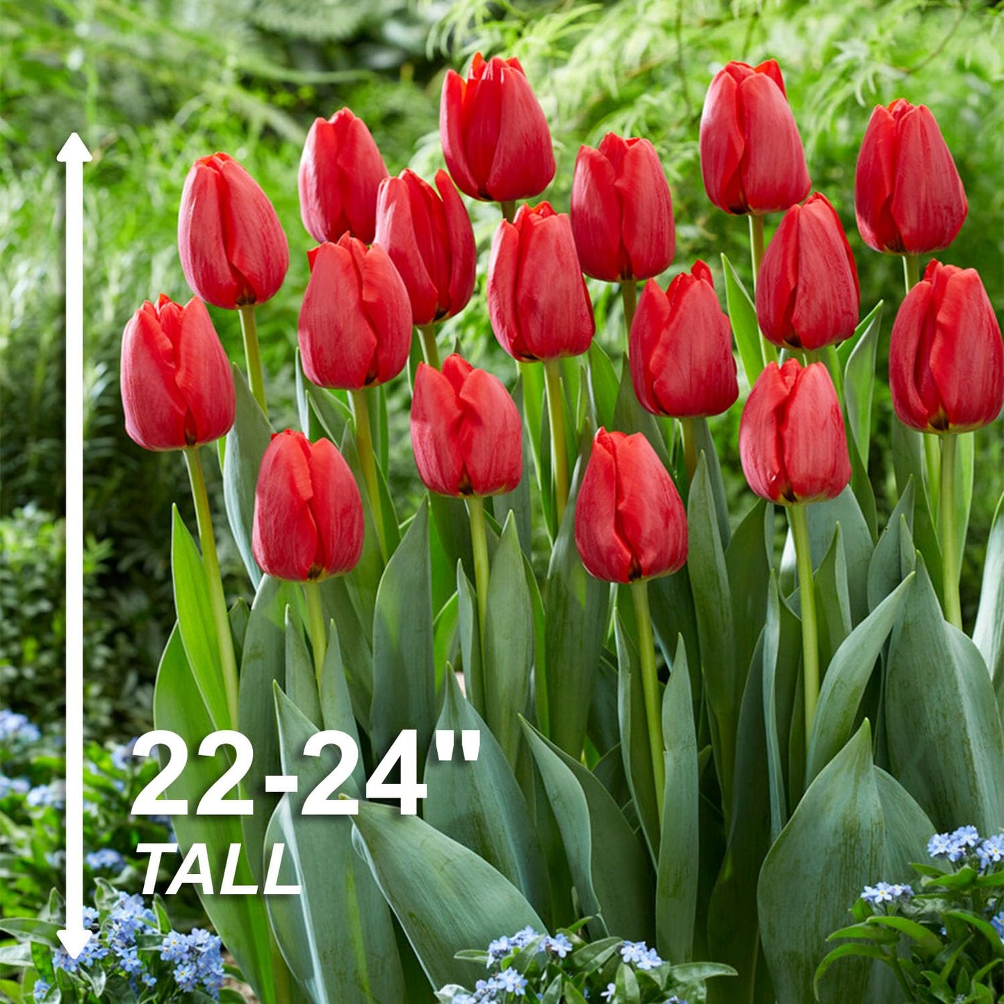 Garden State Bulb Darwin Hybrid Red Impression Tulip Bulbs (Bag of 25)