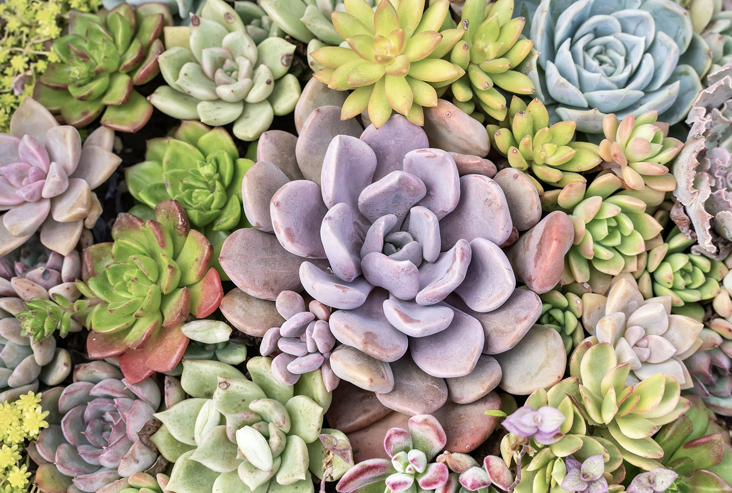 Altman Plants, Live Assorted Succulent Plants (20 Pack)