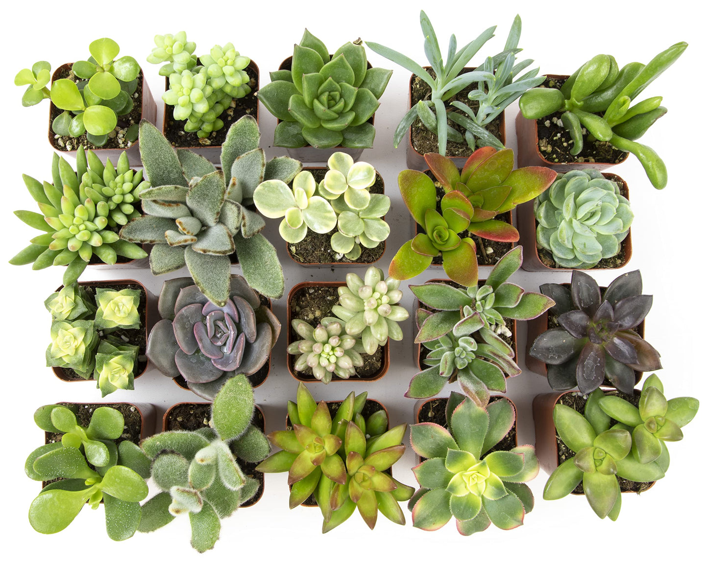 Altman Plants, Live Assorted Succulent Plants (20 Pack)