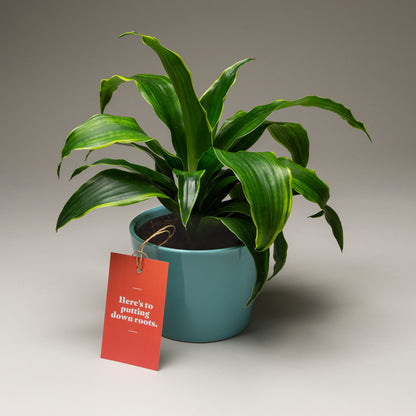 Anytime Pop By Tags - Plant (Pack of 20)