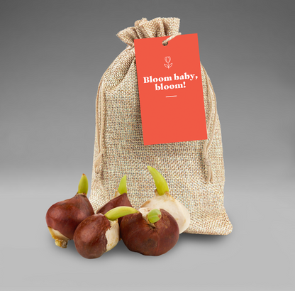 Anytime Pop By Tags - Fall Flower Bulbs (Pack of 20)